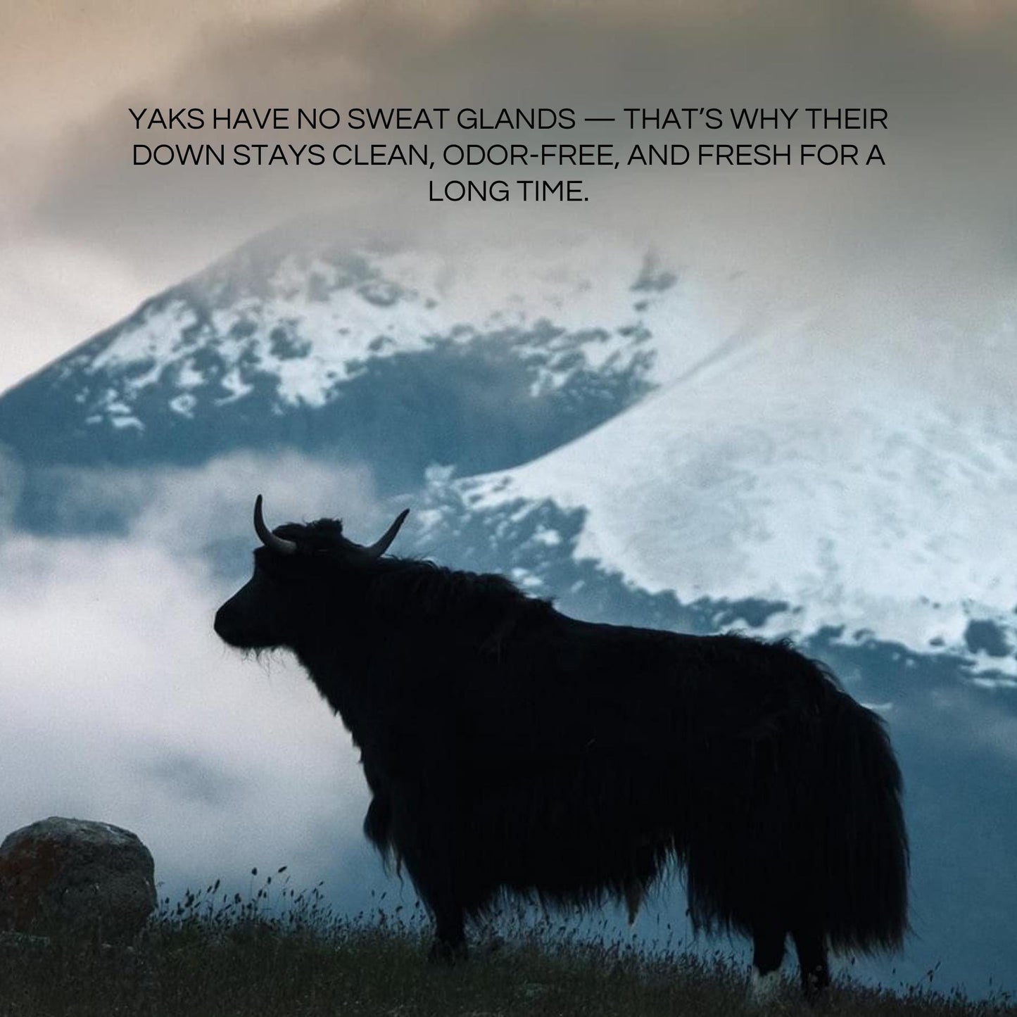 Organic Yak Down Soft Socks – Sustainable, Breathable, Cushioned Wool Socks for Outdoor Adventure & Indoor Comfort